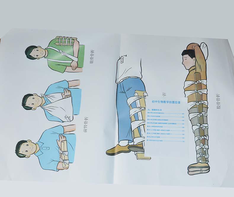 初中生物教學(xué)掛圖目錄